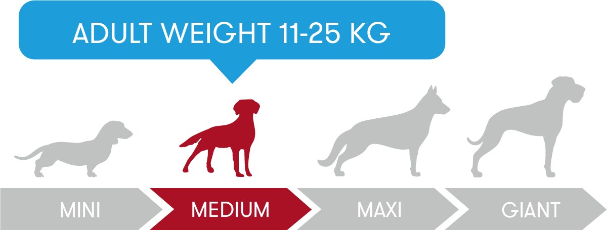 Adult weight 11-25kg