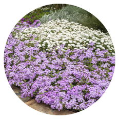 Purple and white Superbena planted in a garden