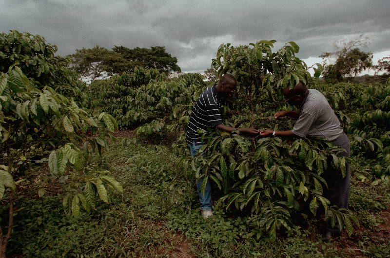 Begutachtung Kaffee, Qualität, Uganda, Kaweri Estate, Kaffeeproduktioin