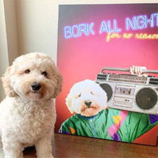 bork all night dj pet art