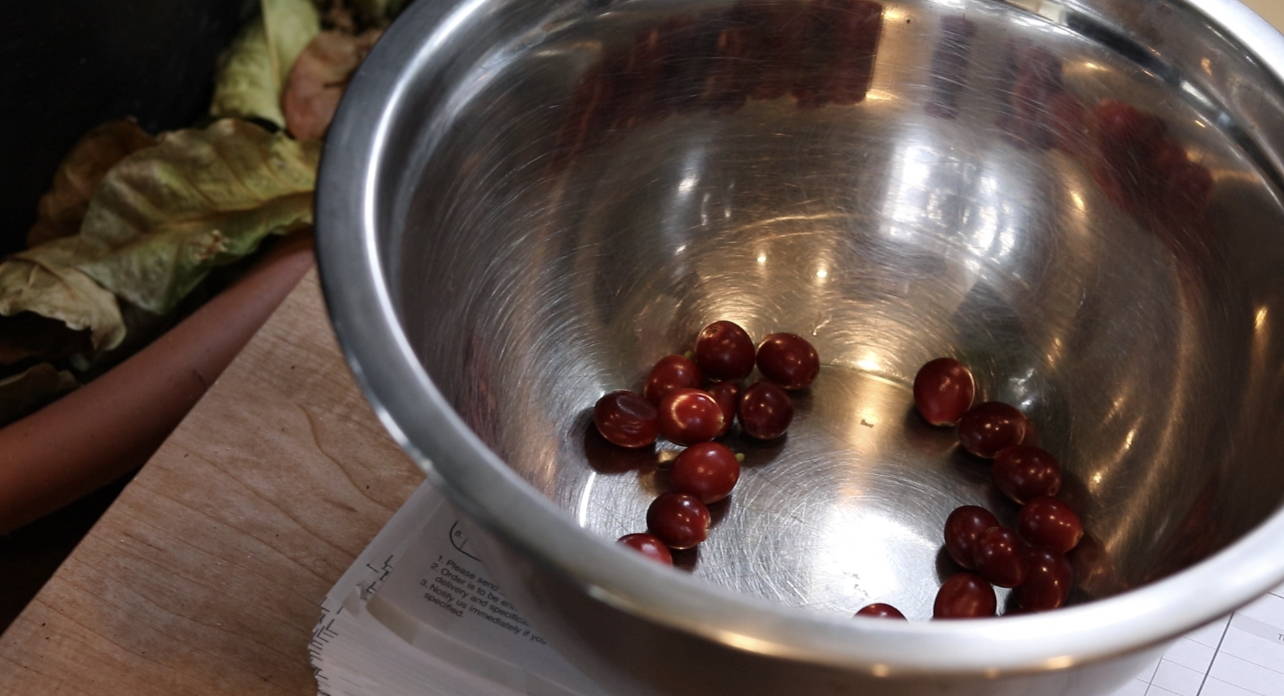 Harvested coffee cherries.