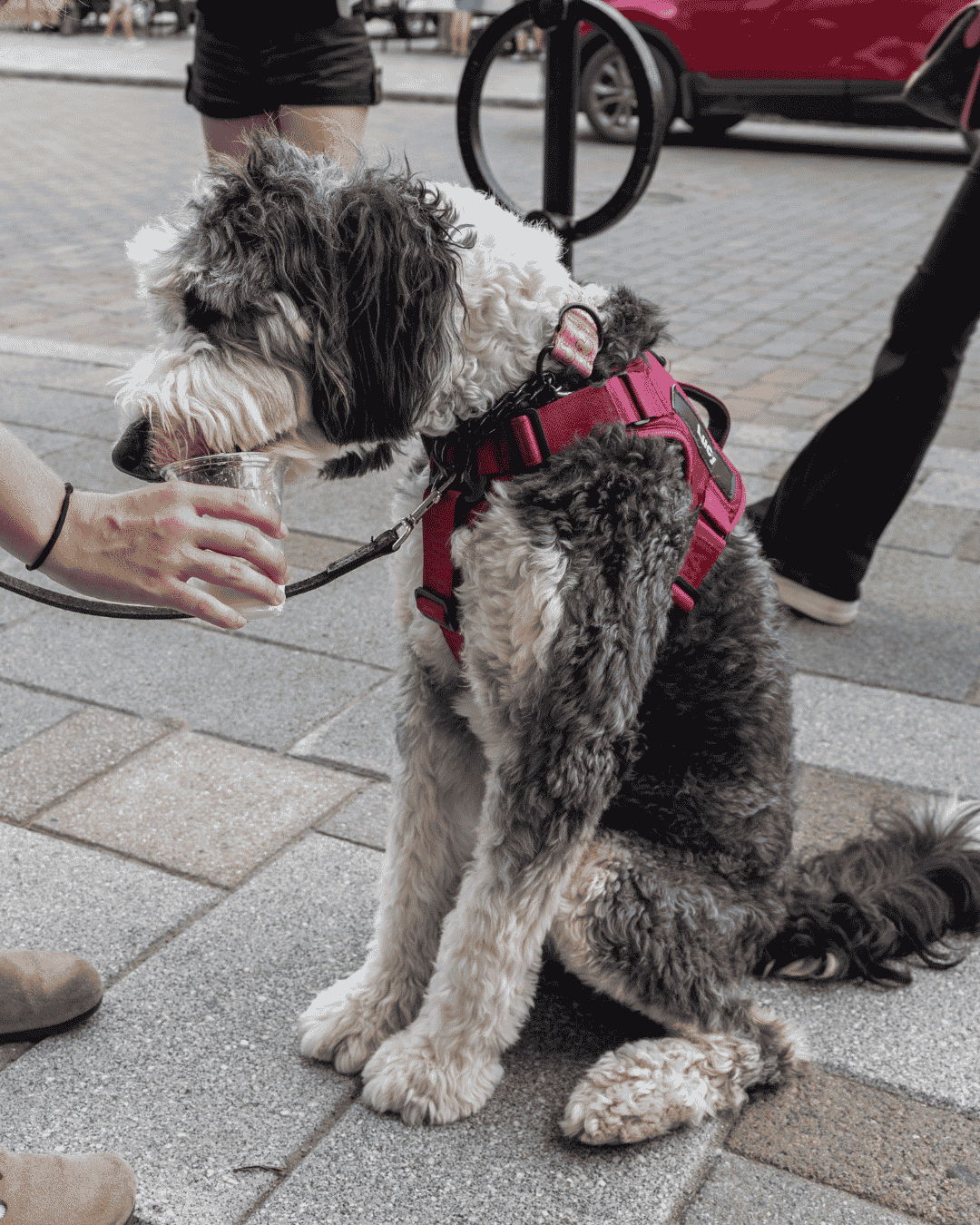 A dog wearing a harness sits on a sidewalk, looking at a person's hand.