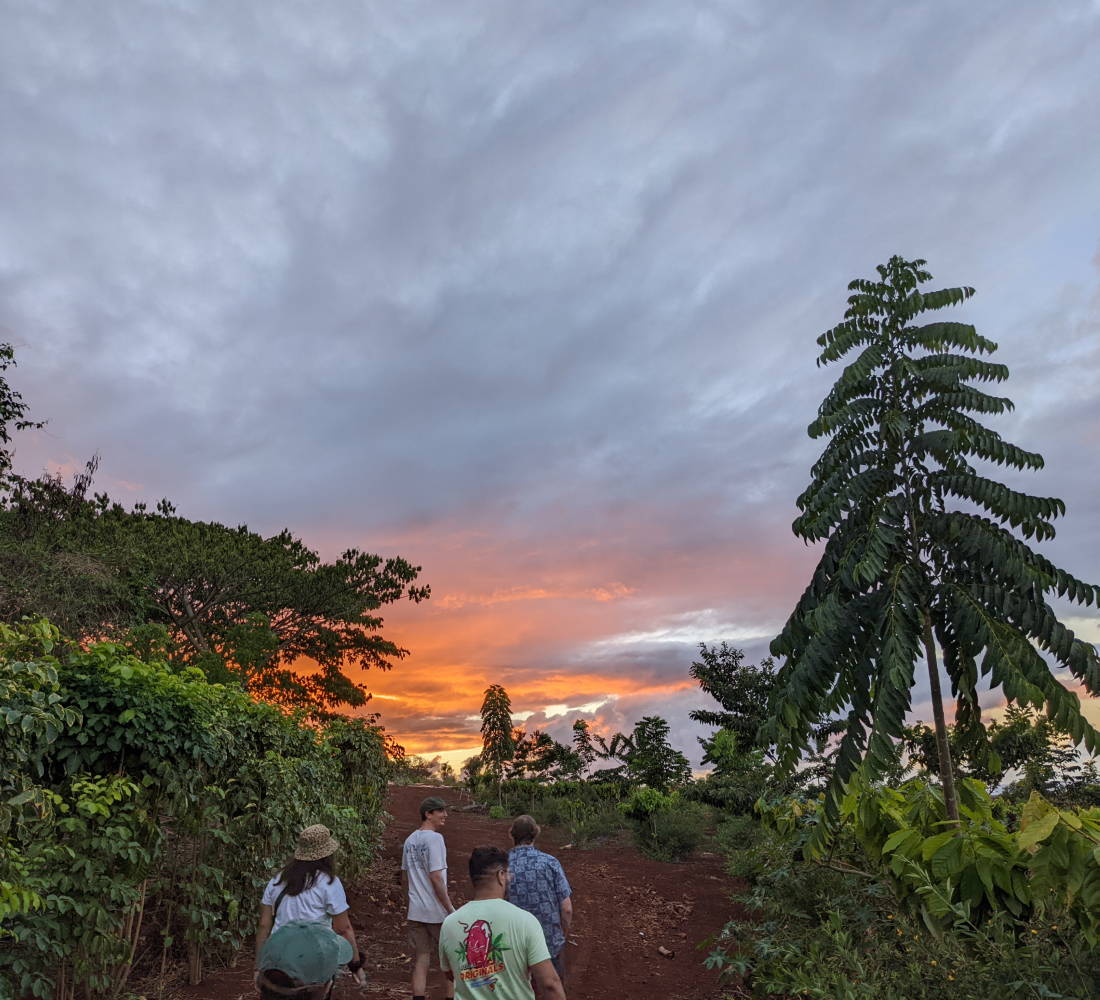 Cacao trees