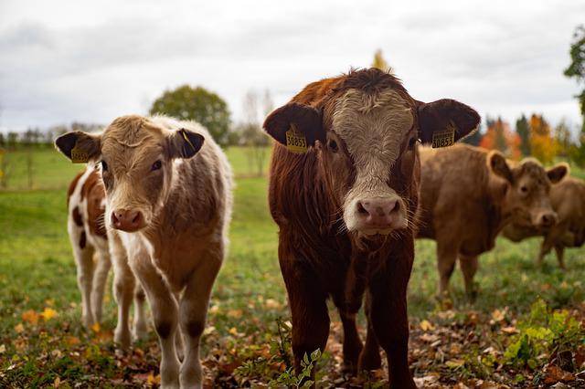 Walking near livestock