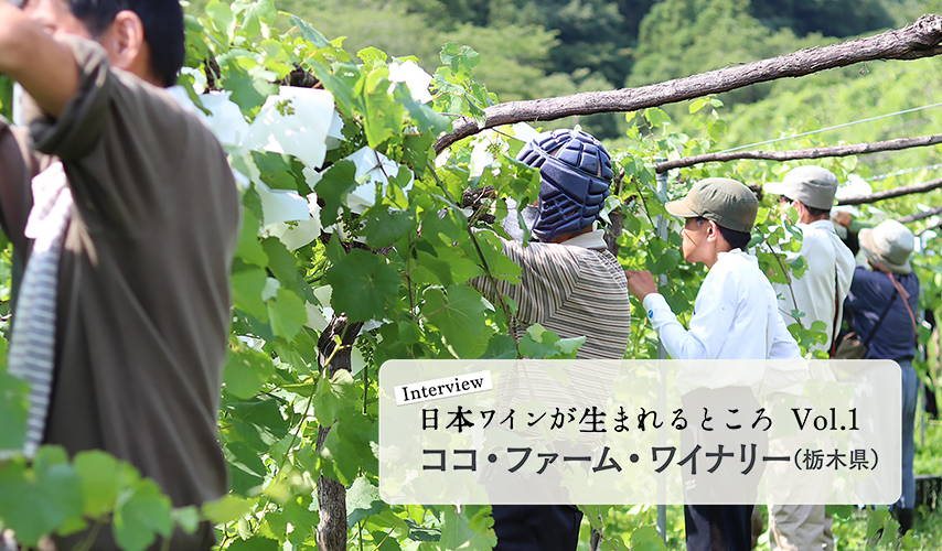 シリーズ・日本ワインが生まれるところ 。栃木『ココ・ファーム