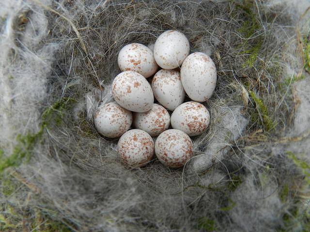 Great tit eggs