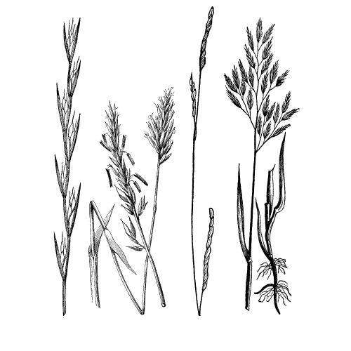Sketch Grass Seeds what to look out for, Dogs Health, Can Grass Seeds Kill?