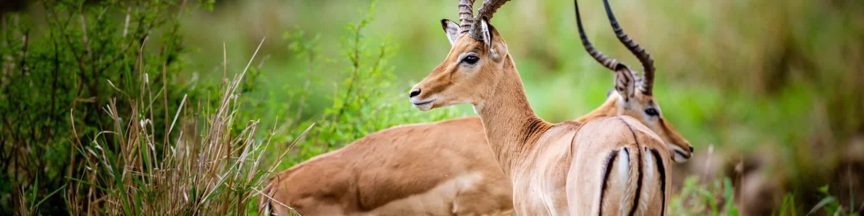 Impala_Maweninga