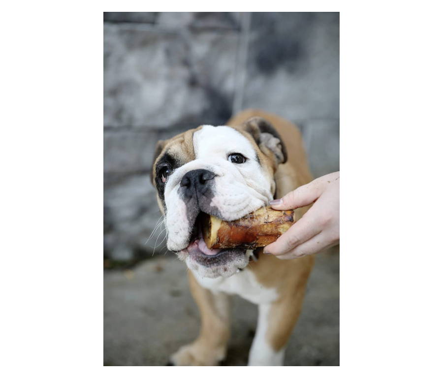Bones - K9 Connoisseur