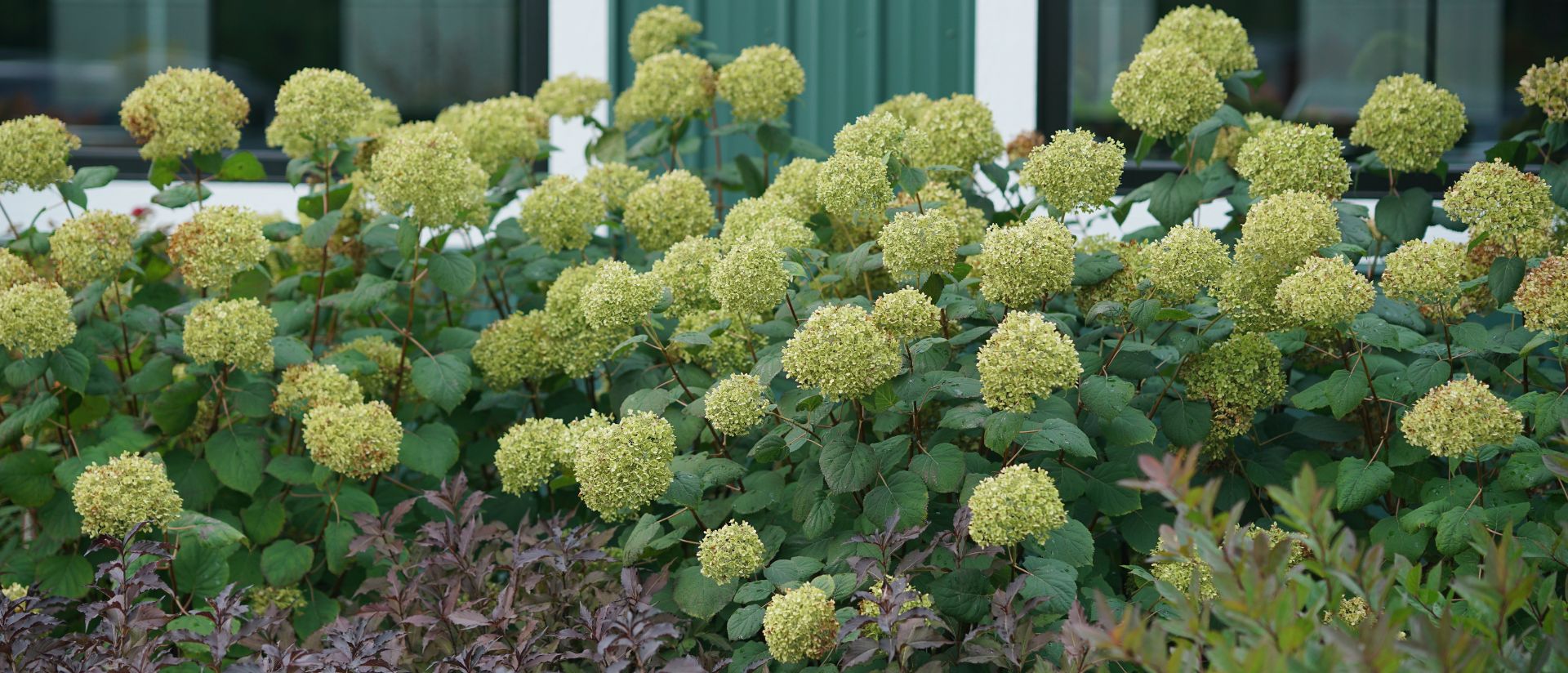 Scene of Invincibelle® Spirit II Smooth Hydrangea planted in an outdoor garden