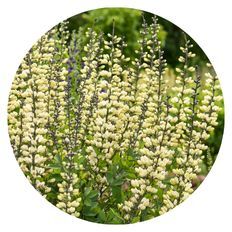 Photo of Decadence® 'Vanilla Cream II' False Indigo