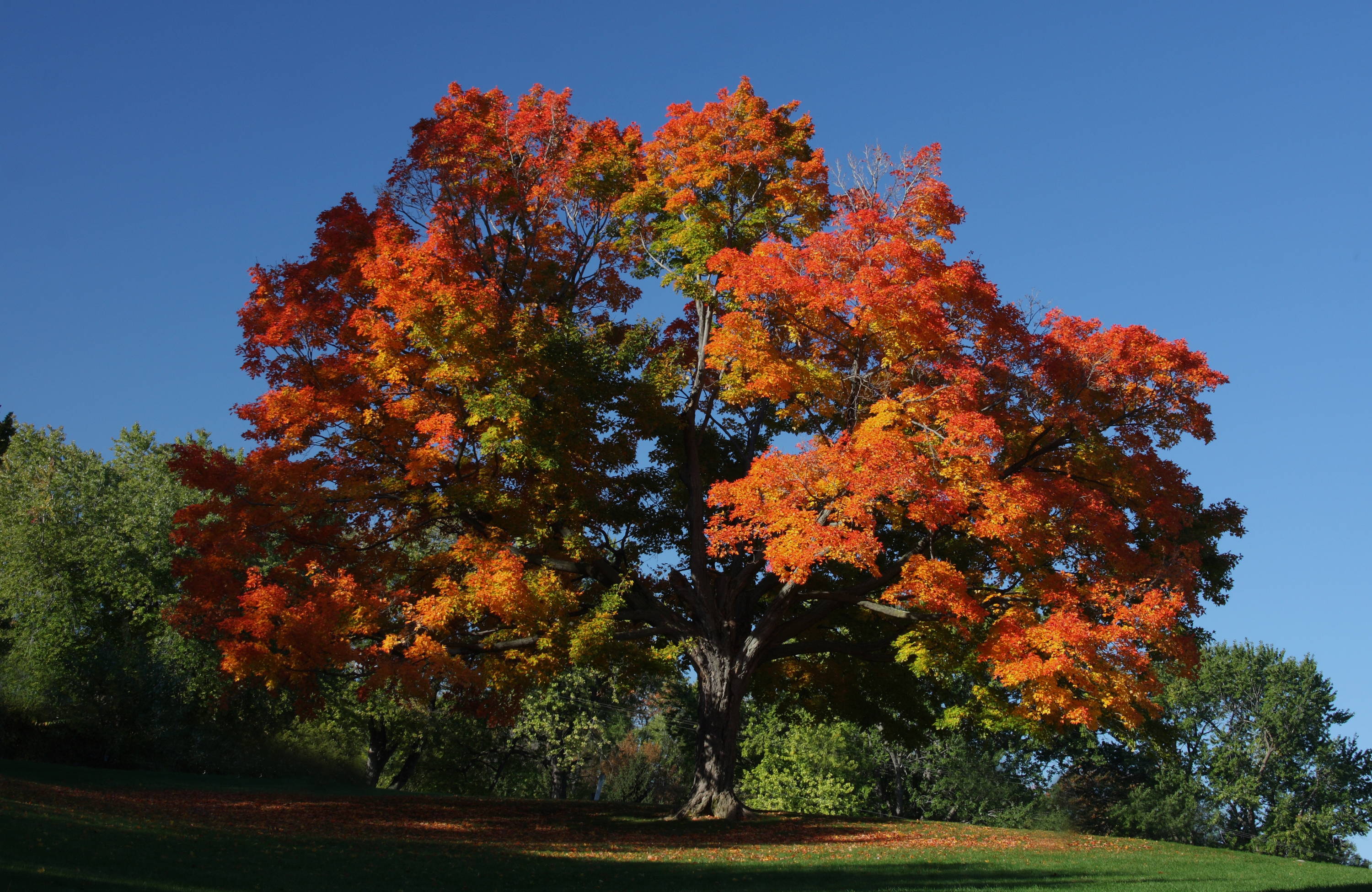A large sugar maple tree in red and yellow tones.