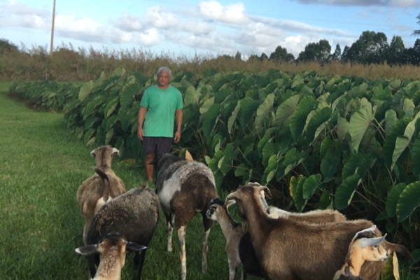 farmer with kalo patch and goats
