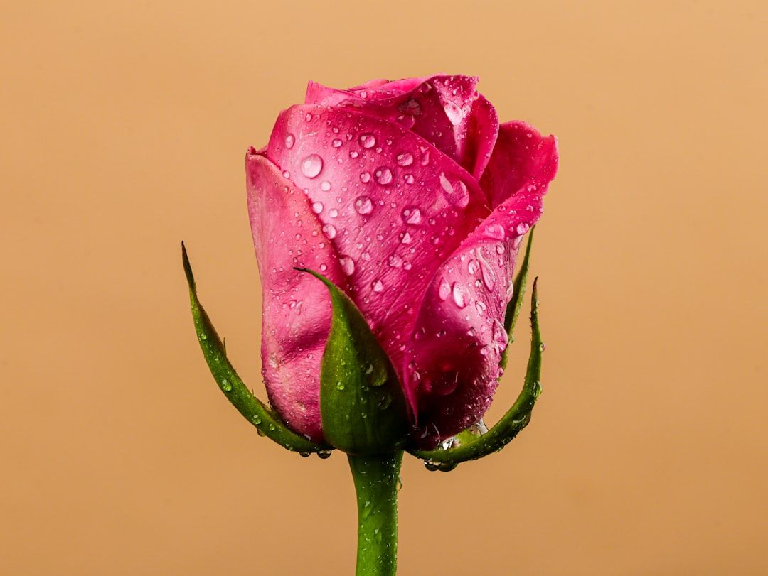 A pink rosebud covered in water droplets.