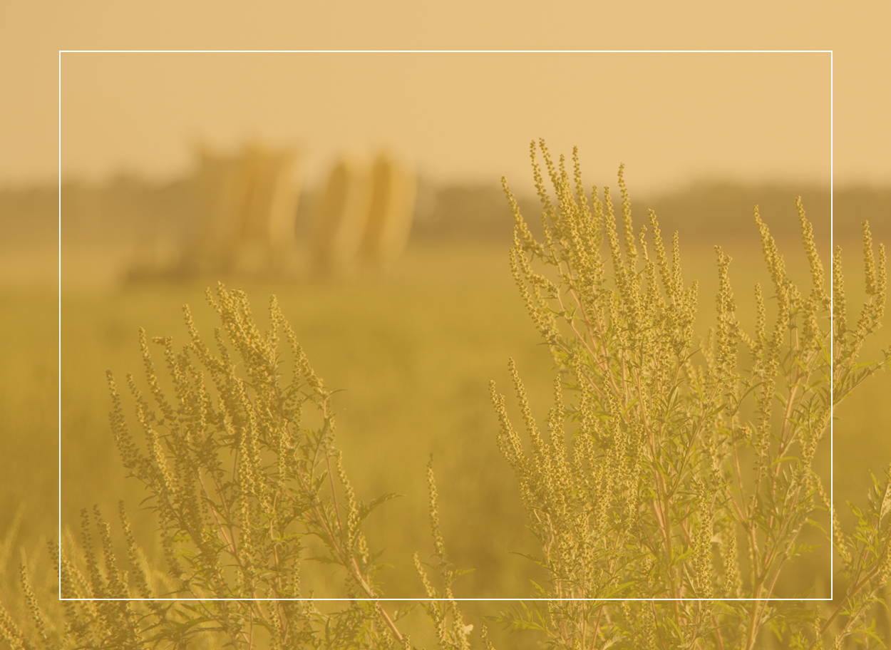 L’herbe à poux est un organisme nuisible, tout comme son pollen, qui est une cause majeure d’allergie - les symptômes comprennent le rhume des foins et la toux.
