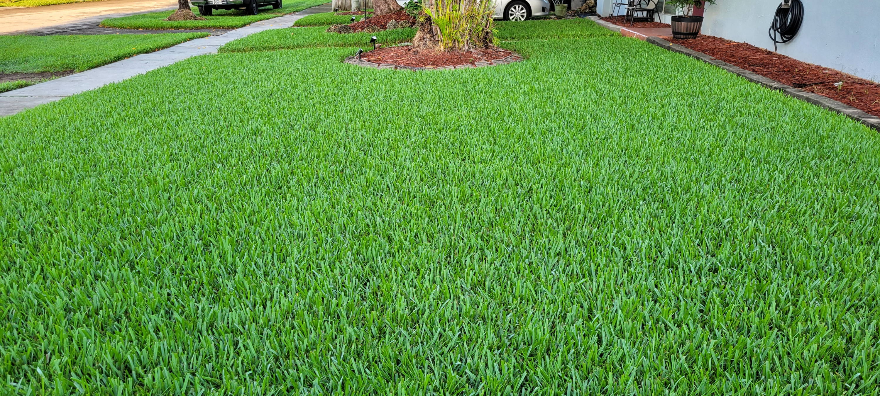 St. Augustine lawn in Florida