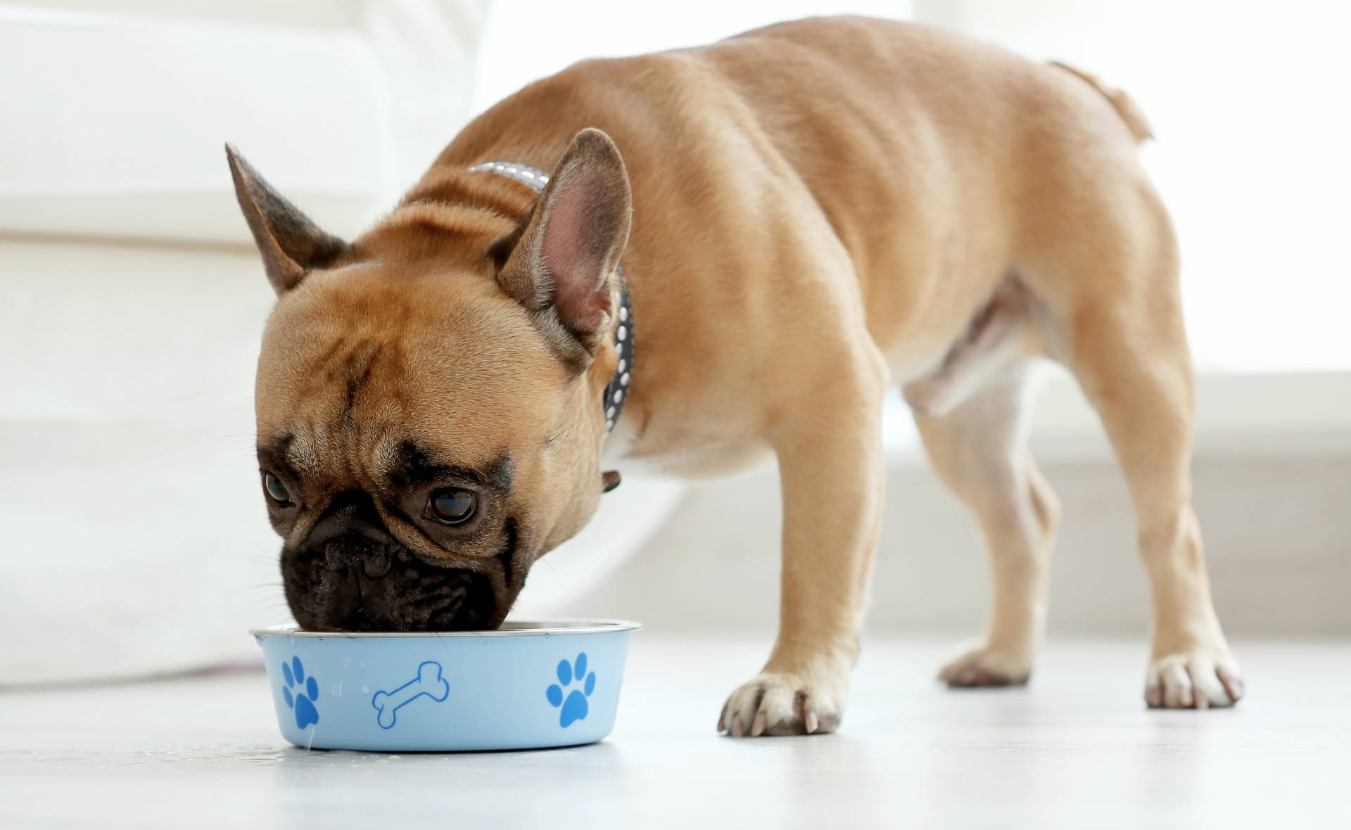 Discover the best food for dog with allergies