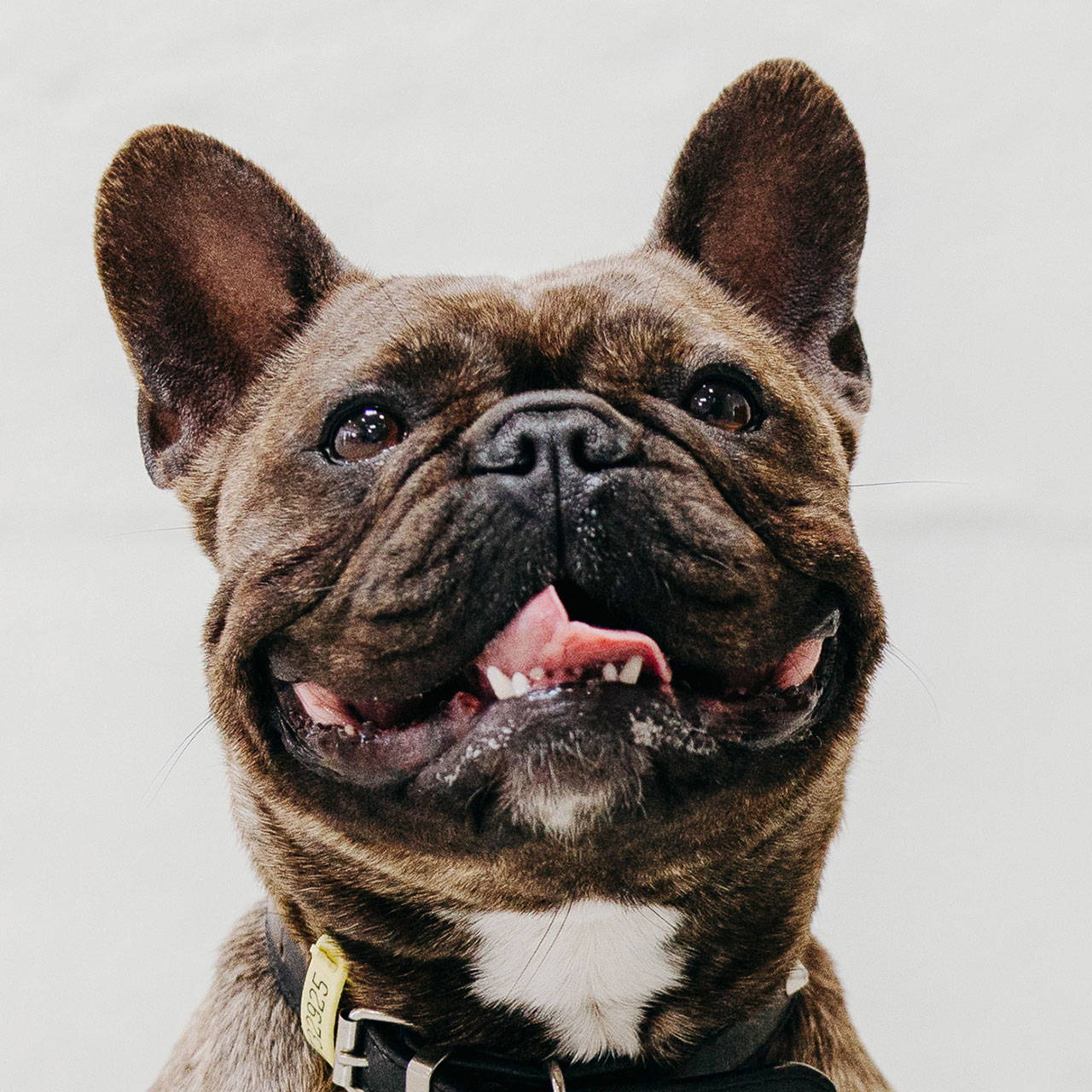 Peggy the French Bulldog