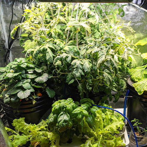 Growers use complete grow tent packages to take the guess work out of building a garden capable of growing big yields.