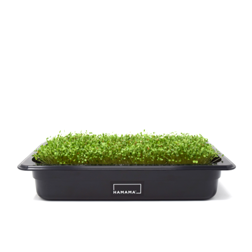 Fully grown homegrown clover microgreens in a grow tray.
