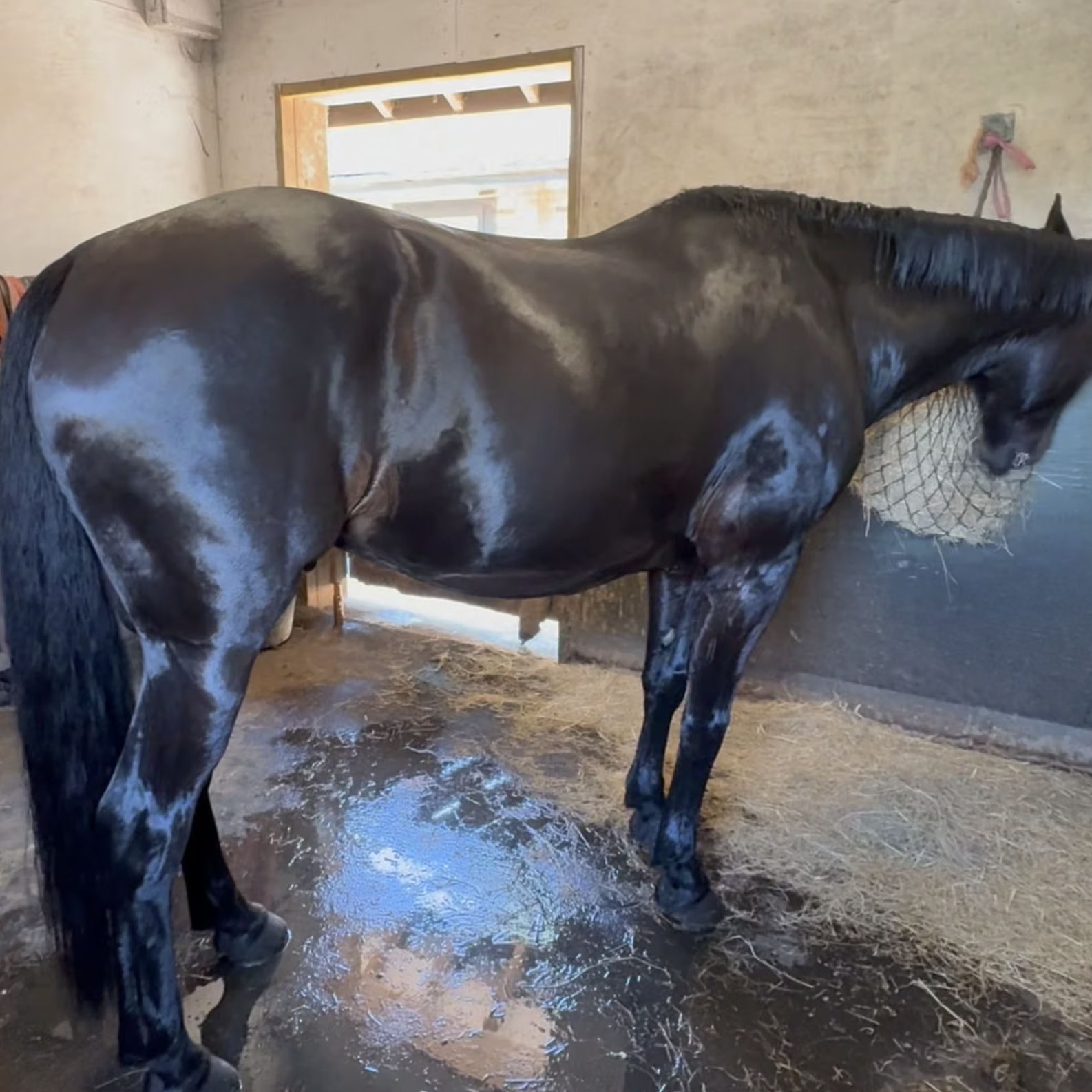 A black horse standing in a stable with a straw pile.