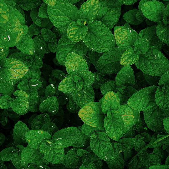 Lush green mint leaves with water droplets on them.