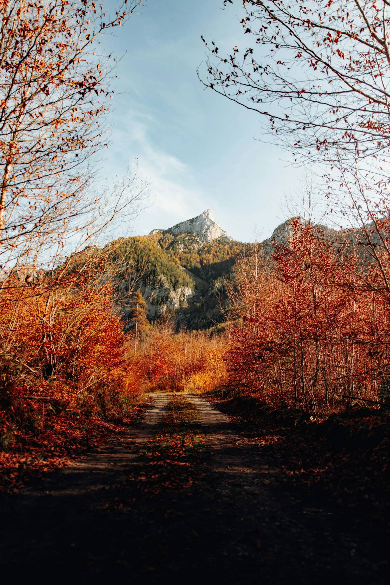 A path lined with autumn leaves leading to a mountain
