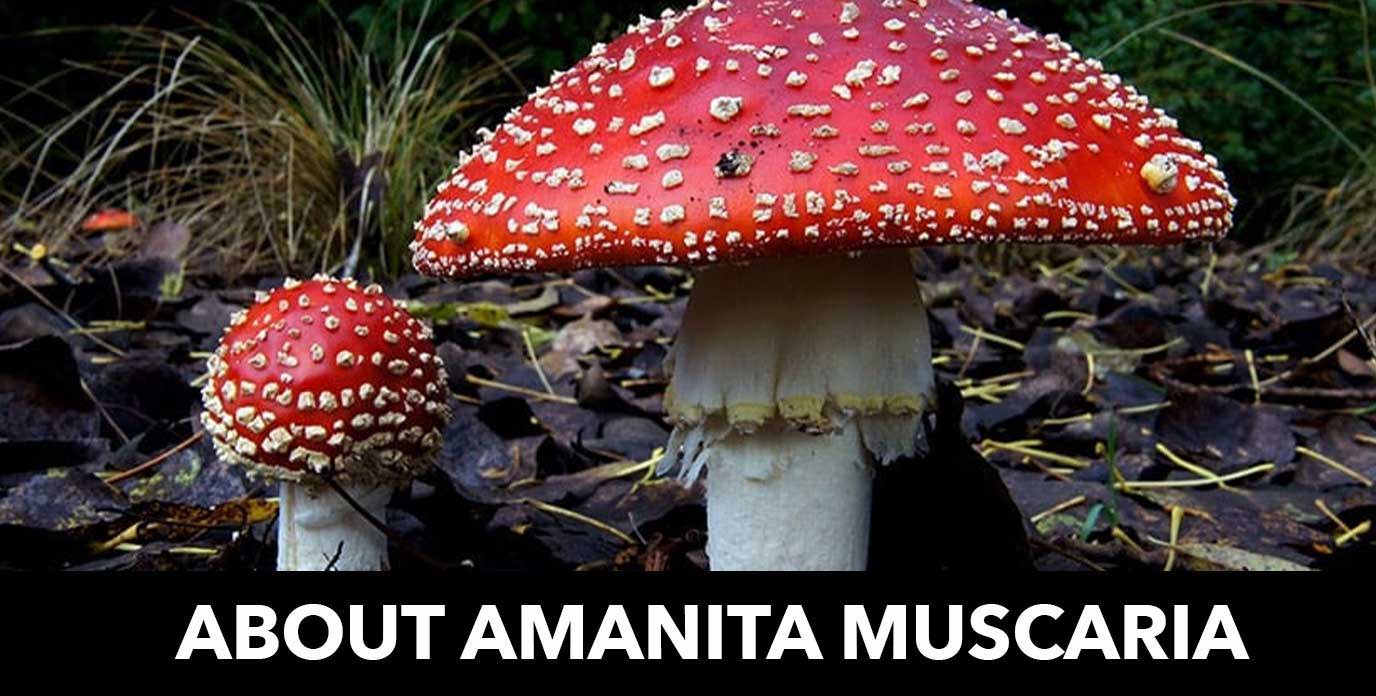 What Happens If I Eat Amanita - What is Muscimol - Your Questions Answered