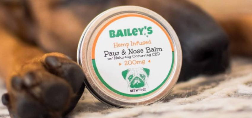 Image of a calm dog sitting on the ground, accompanied by our Paw and Nose Balm, showing the soothing care and well-being of Bailey’s CBD products. 