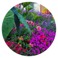 Scenery garden of colorful annuals 