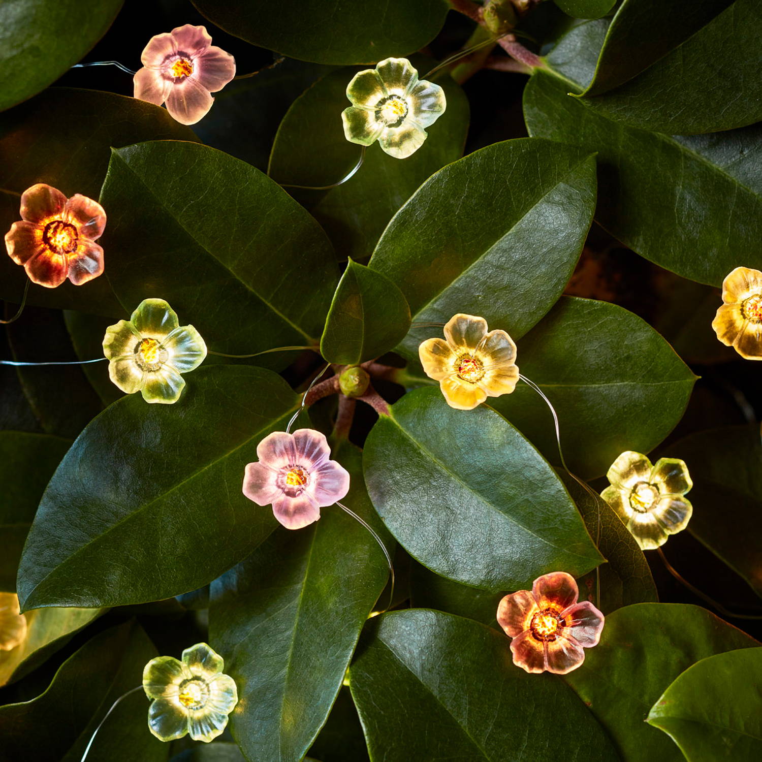 Colourful floral rose micro lights