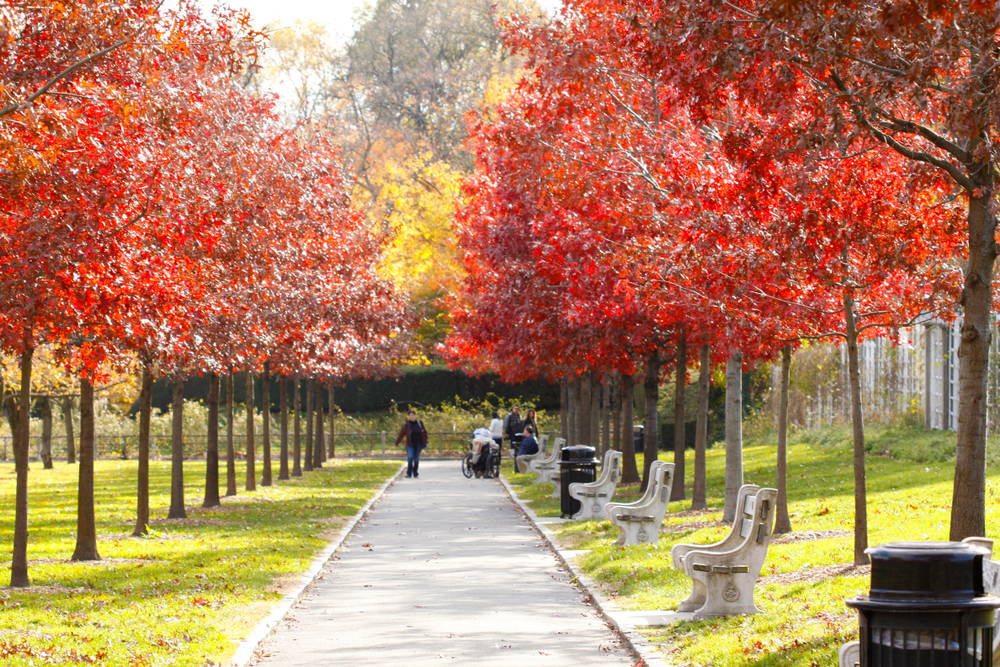 Brooklyn Botanical Garden in autumn