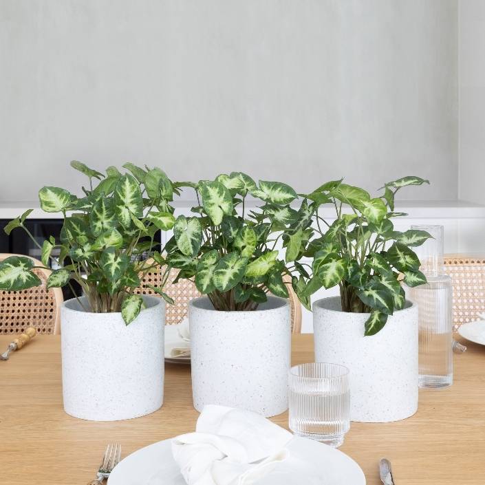 Syngonium Pixie in Jardin Terrazzo Pots Grey in group of three on table