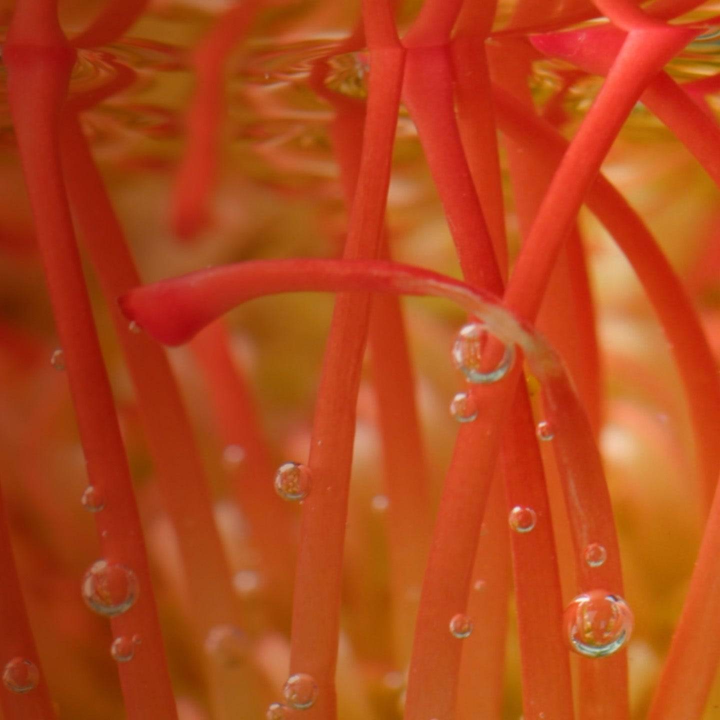 Red Algae image