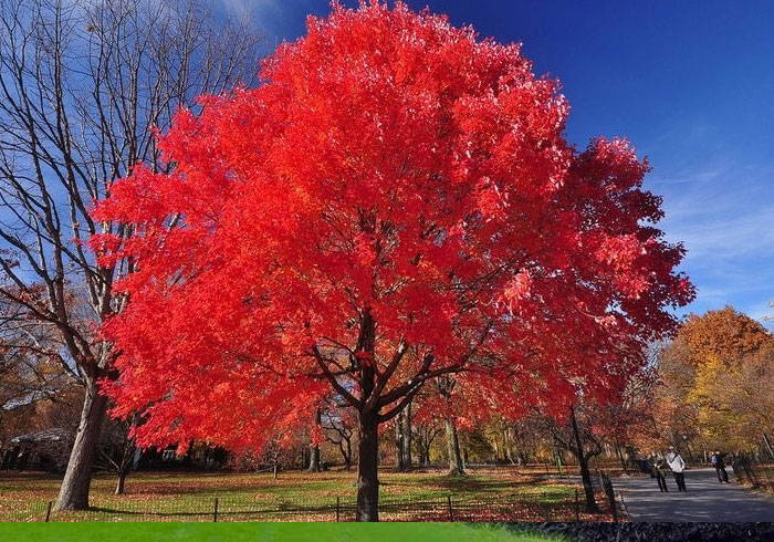 Maple Trees Best Shade Trees For Fall Color Plantingtree Com,Ornamental Grasses