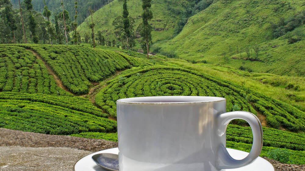 a mug in the foreground of a tea garden in the background 