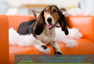 How to Choose the Best Chew Proof Dog Bed