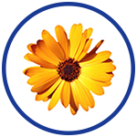 Calendula for natural pain relief