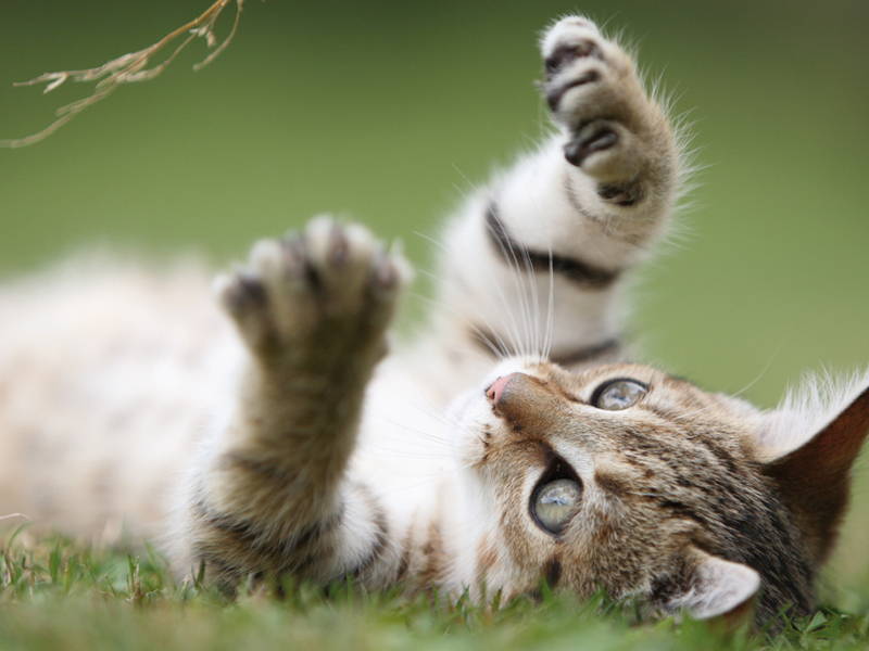 Een kat spelend op zijn rug in een veld