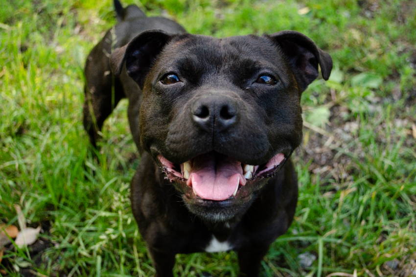 american staffordshire terrier living in camper van