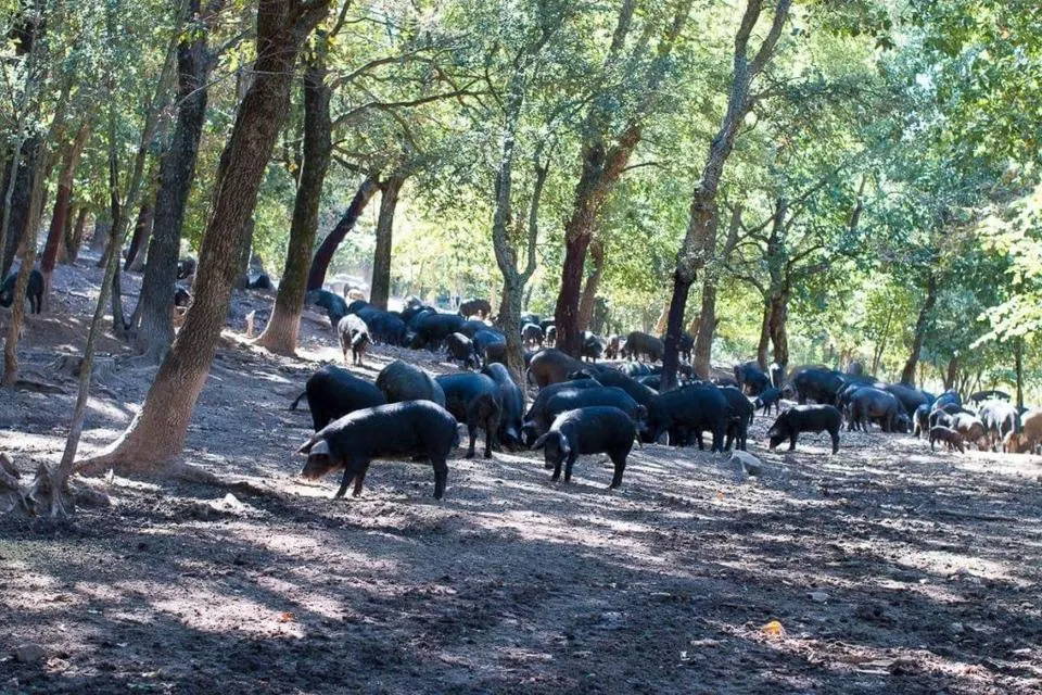 A herd of black pigs forage in a forest