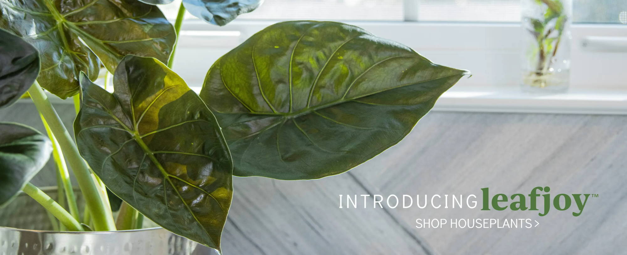 Proven Winners Online Indoor Plants Shipped Direct To Your Door