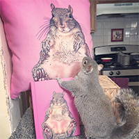 squirrel pet pop art 