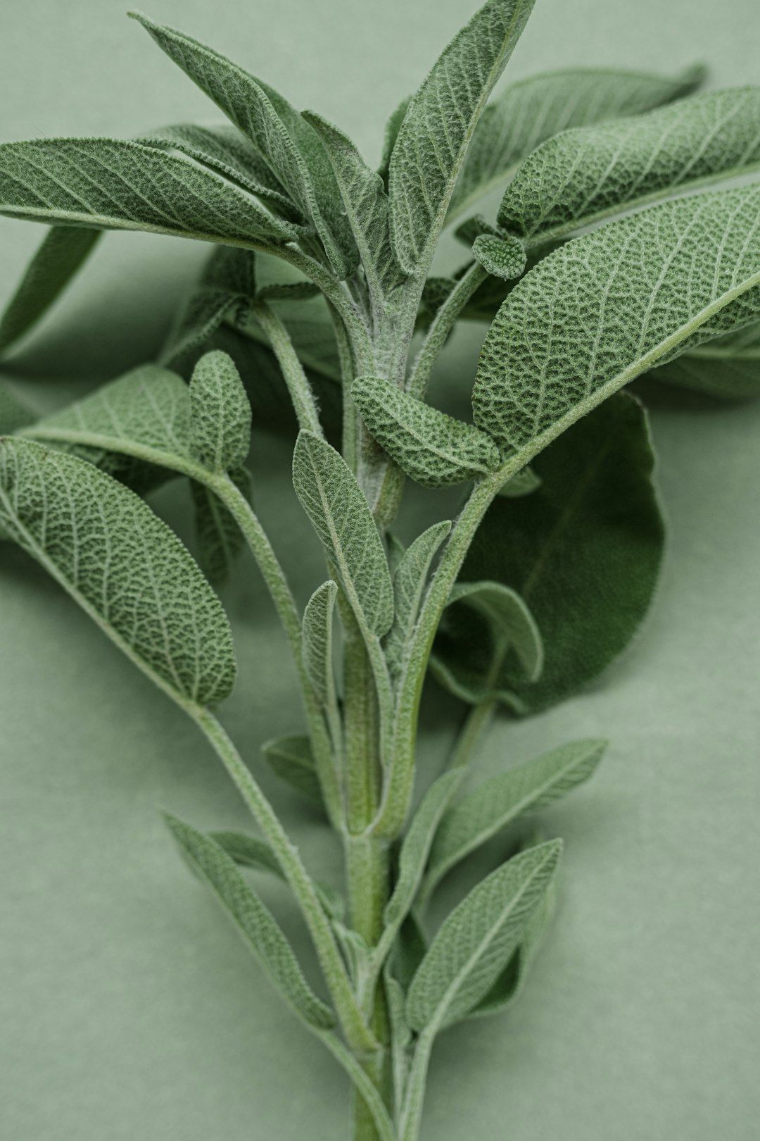 A close up of a plant with leaves