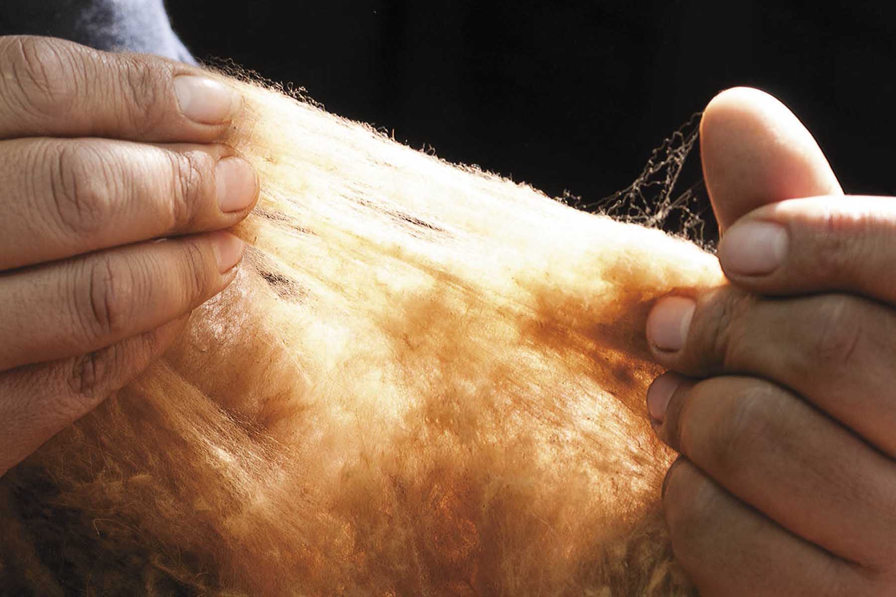 Hands holding a clump of fluffy, golden-brown fibers.