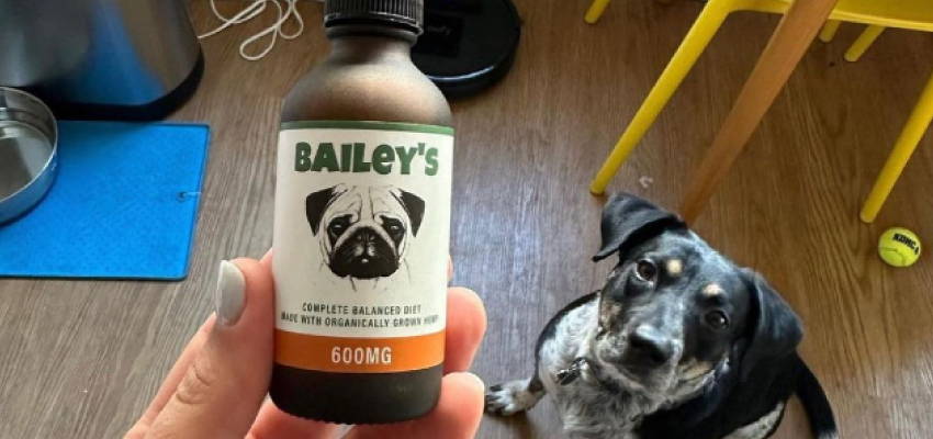Image of a calm dog sitting, accompanied by our CBD Oil product.