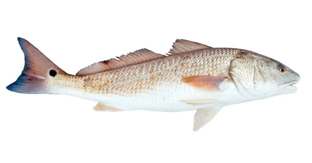 Redfish | Redfish Fishing | Hunting and Fishing Depot