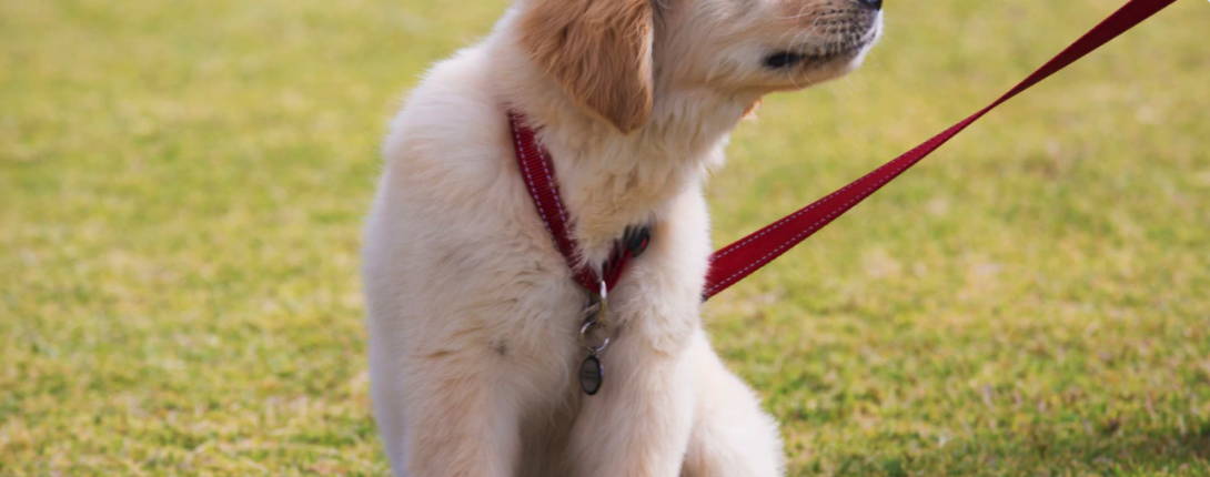 How to leash train your puppy