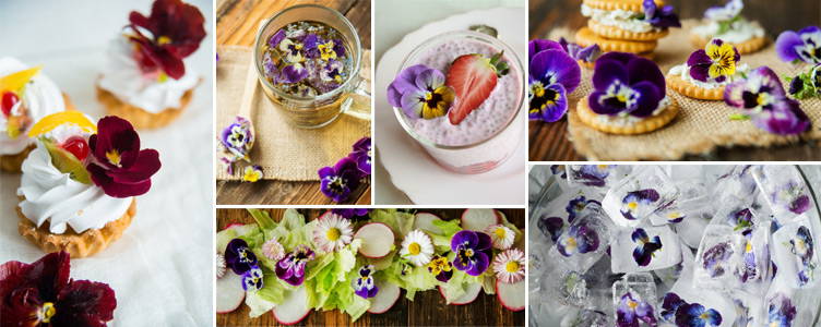 Violettes appétissantes