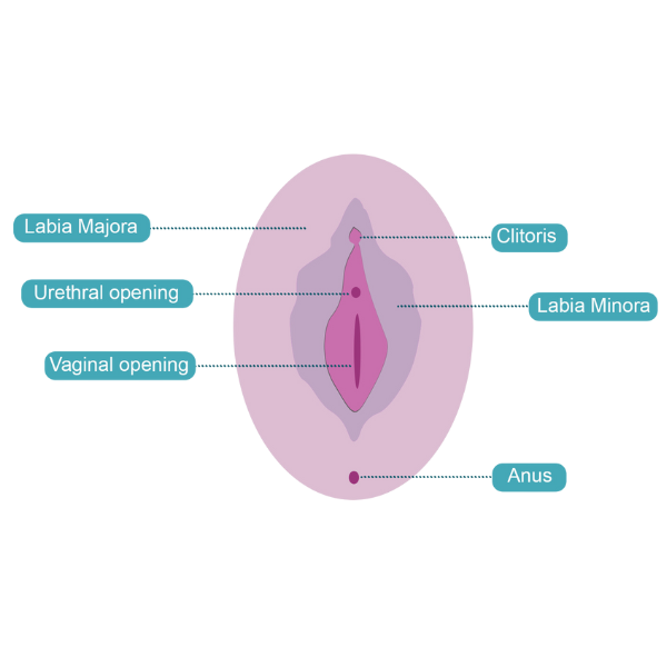 Anatomy of a vulva